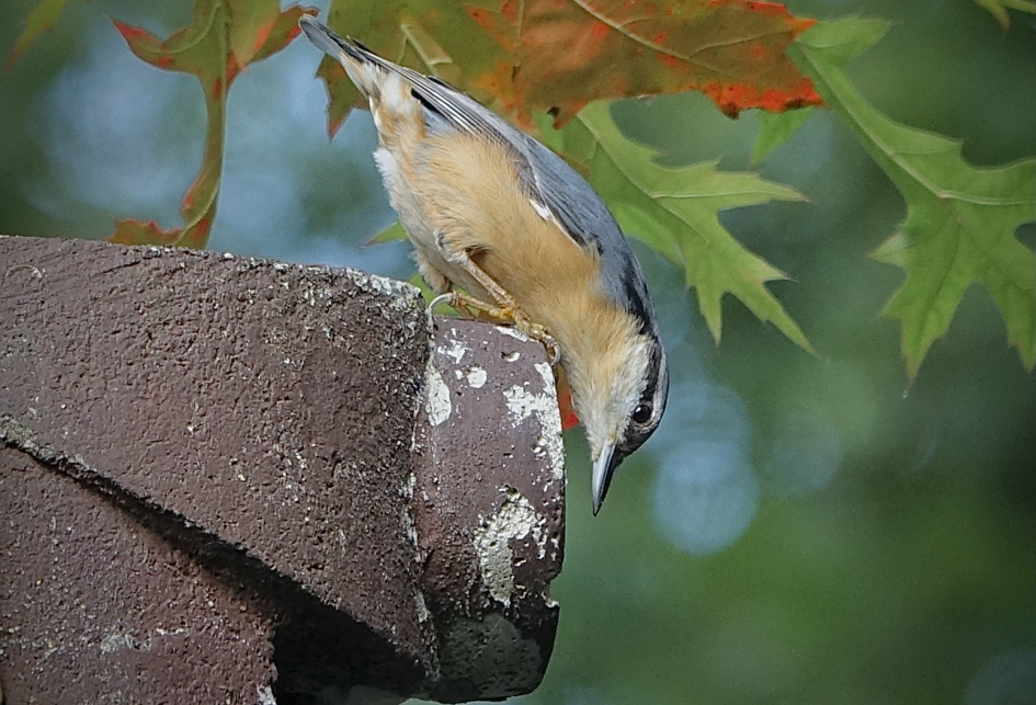 Woningzoekende - Vogels - Boomklever
