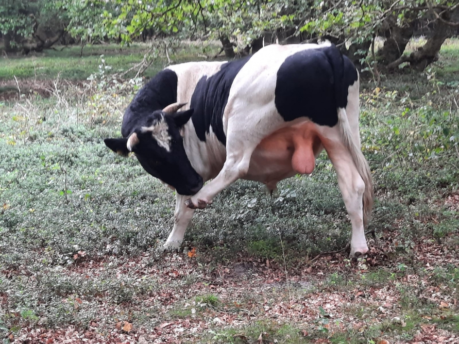 Yoga stier - Zoogdieren - Stier