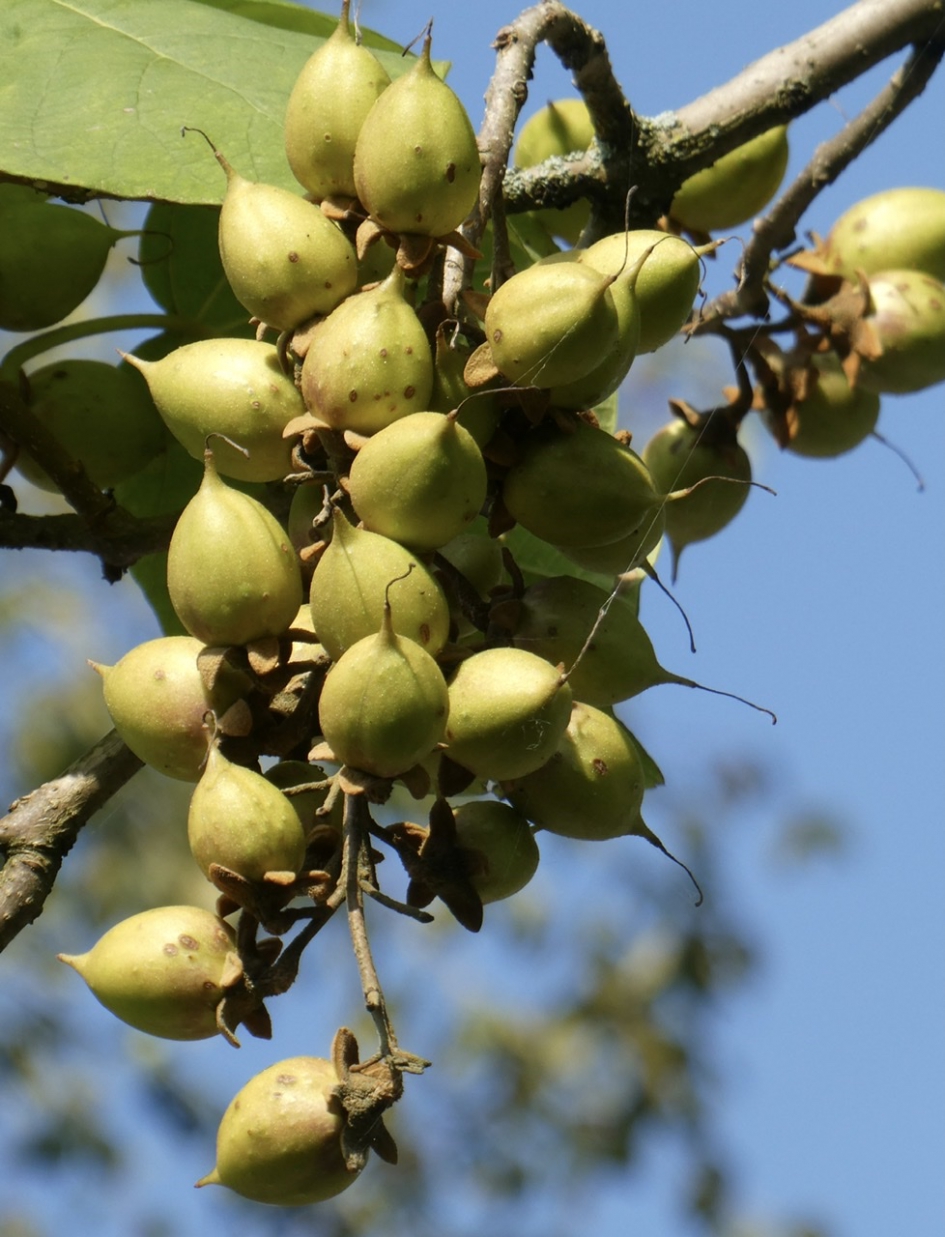 Zaden van de Anna Paulowna - Planten - 
