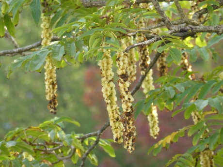 Zaden van de vleugelnoot