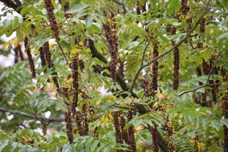 Zaden van de vleugelnoot