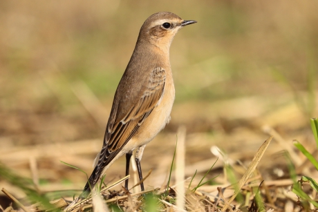 Zie ik daar een libel?