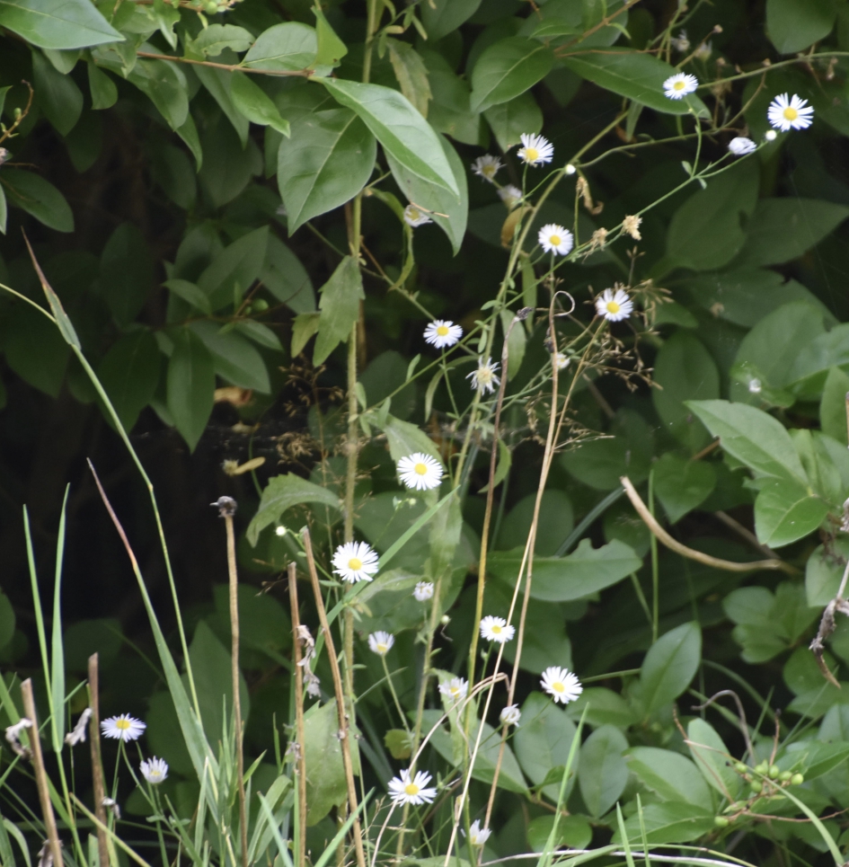 Zomerfijnstraal - Planten - 