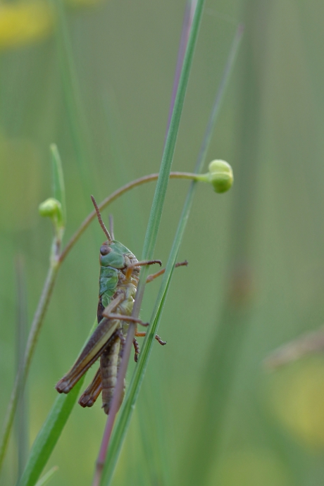 zompsprinkhaan