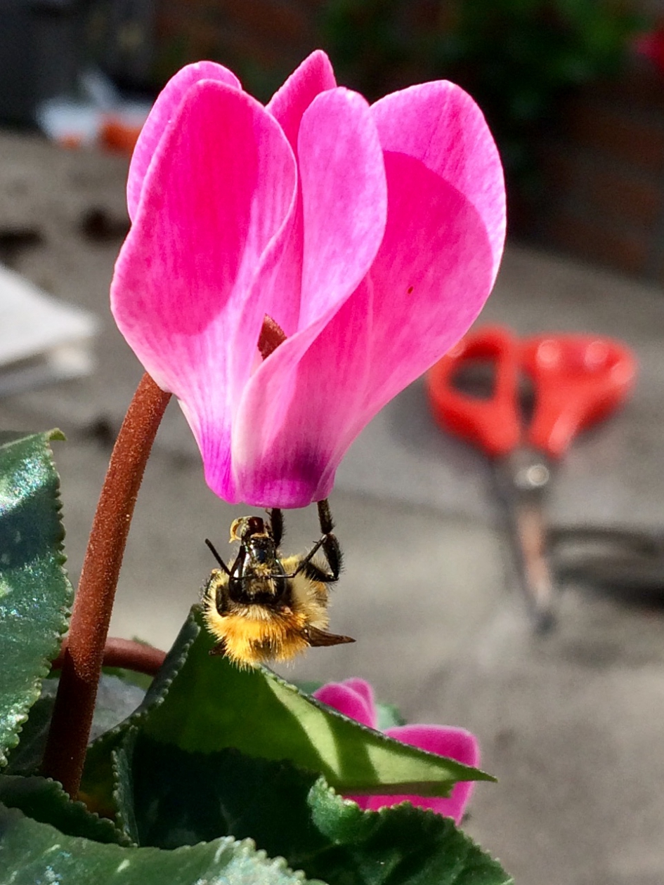 Acrobaatje - Geleedpotigen - 