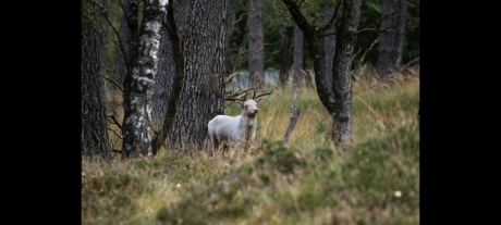 Albino hert