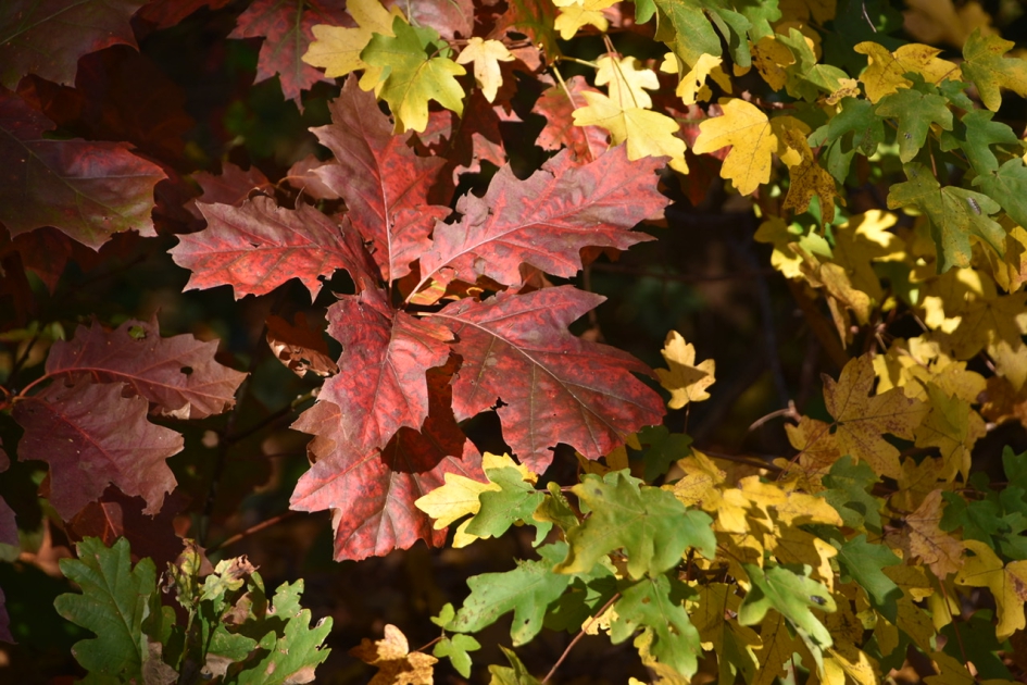 Alle herfstkleuren - Planten - 