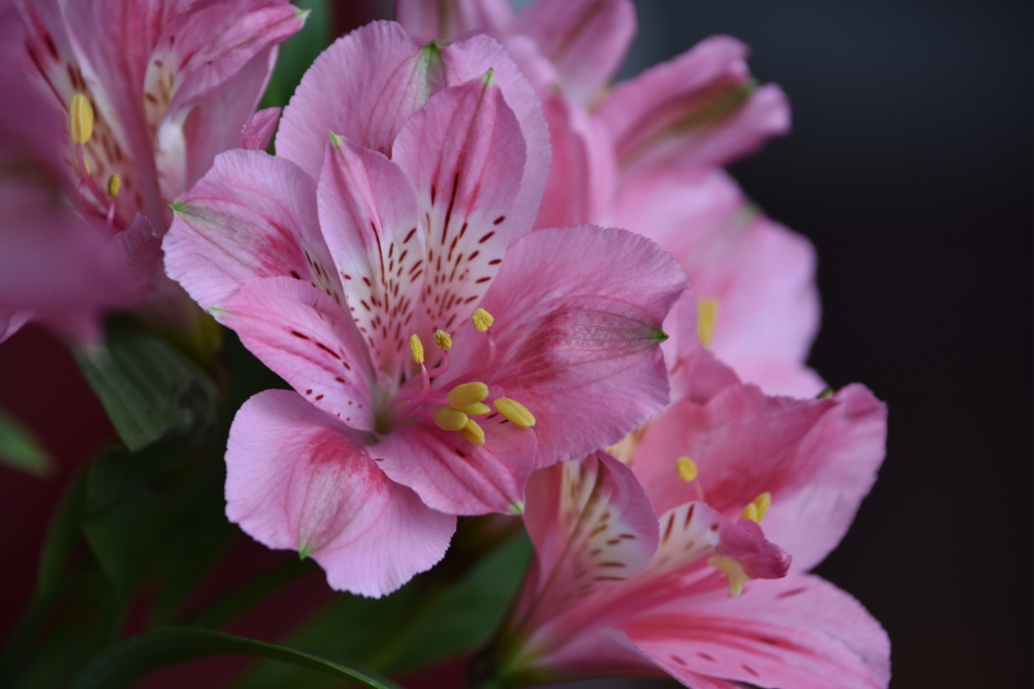 Alstrumeria - Planten - 