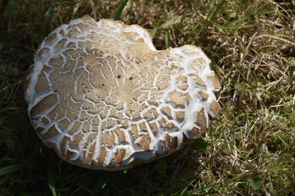 Ameniet? - Schimmels - 