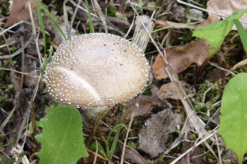 Ameniet - Schimmels - 