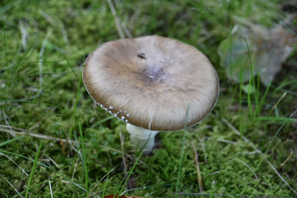 Ameniet - Schimmels - 