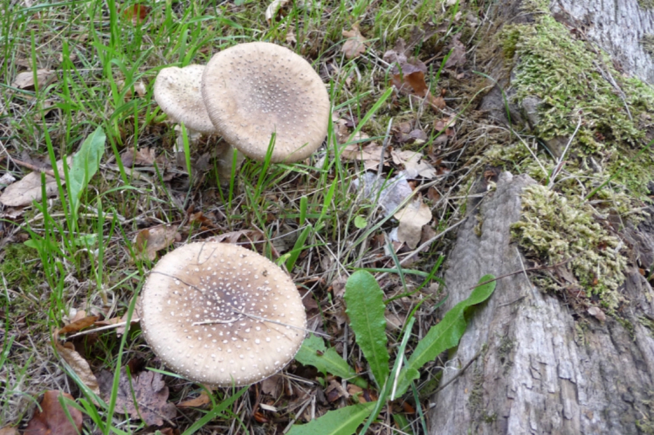 Amenieten - Schimmels - 