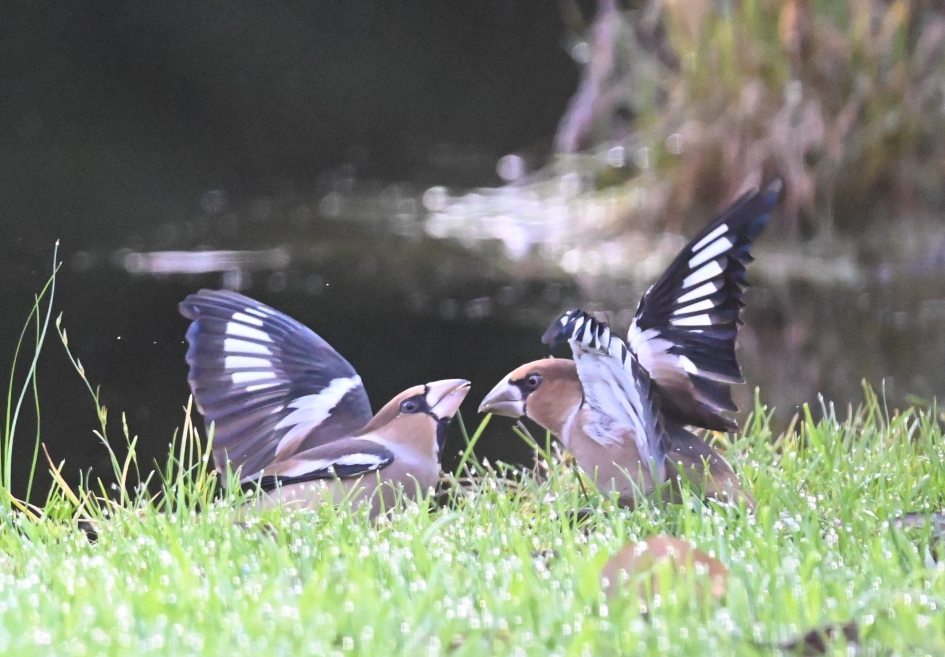 Appelvinken - Vogels - Appelvink