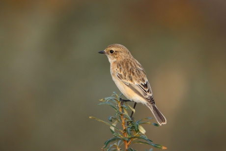Aziatische roodborsttapuit