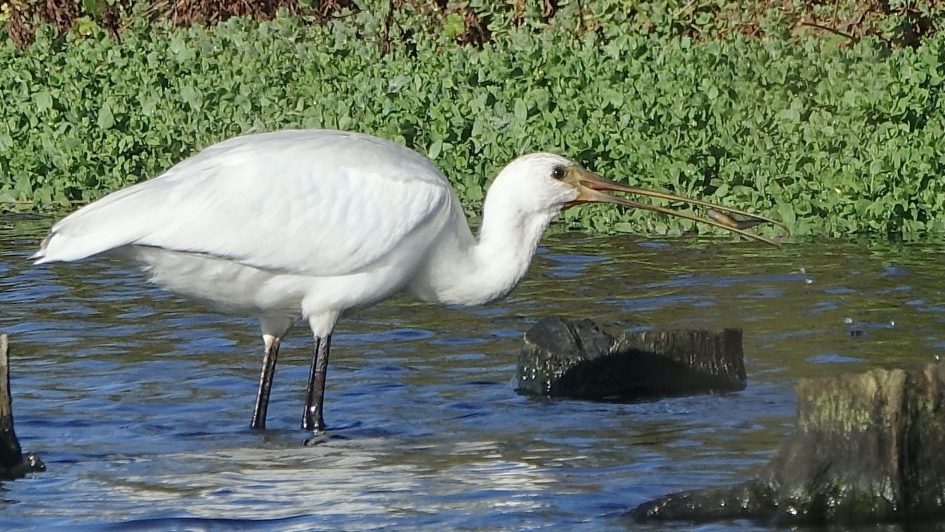 Beet - Vogels - Lepelaar