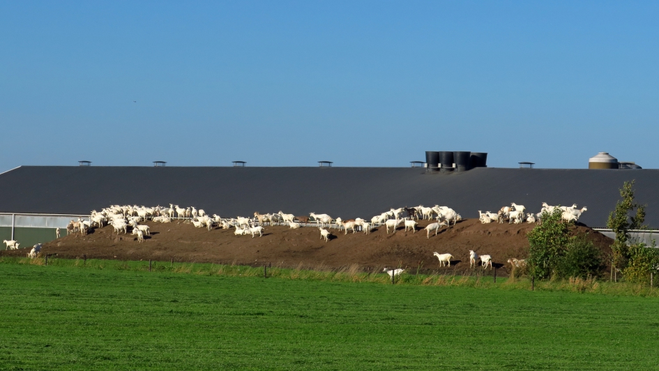 Berggeiten - Zoogdieren - 
