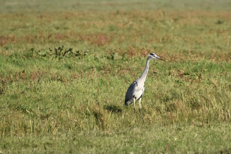 Blauwe reiger