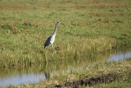Blauwe reiger