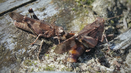 Blauwvleugel legt eitjes