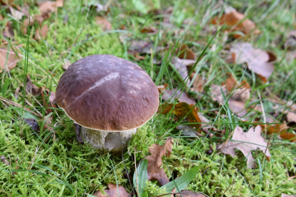 Boleet of eekhoorntjesbrood - Schimmels - 