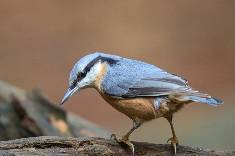Boomklever - Vogels - boomklever