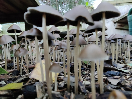 Bosjevol paddestoelen