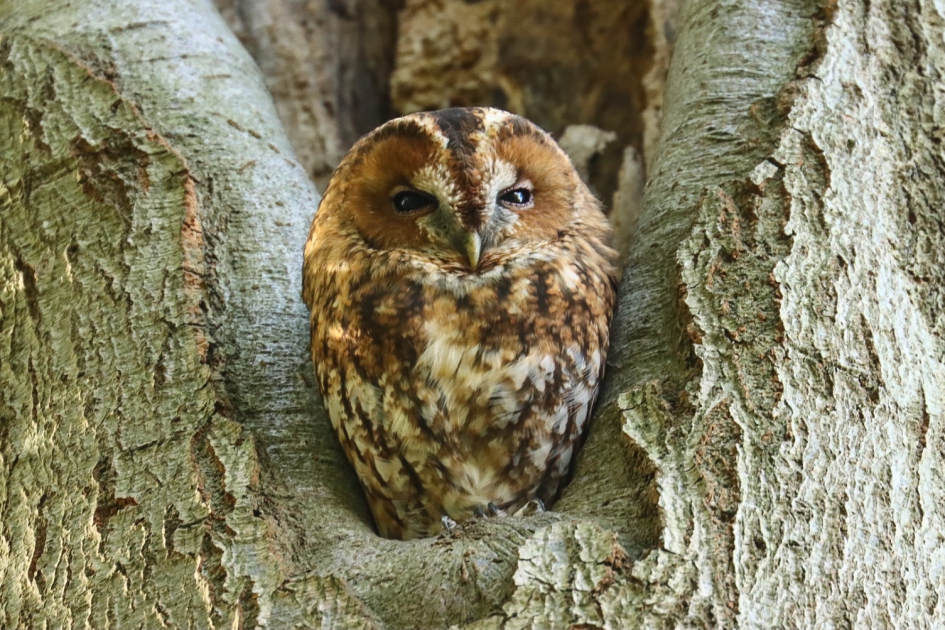 Bosuil - Vogels - Bosuil