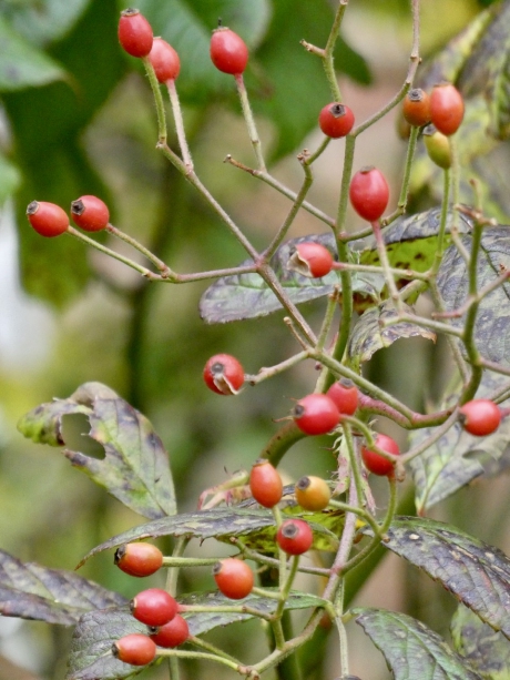 Bottels van de veelbloemige roos
