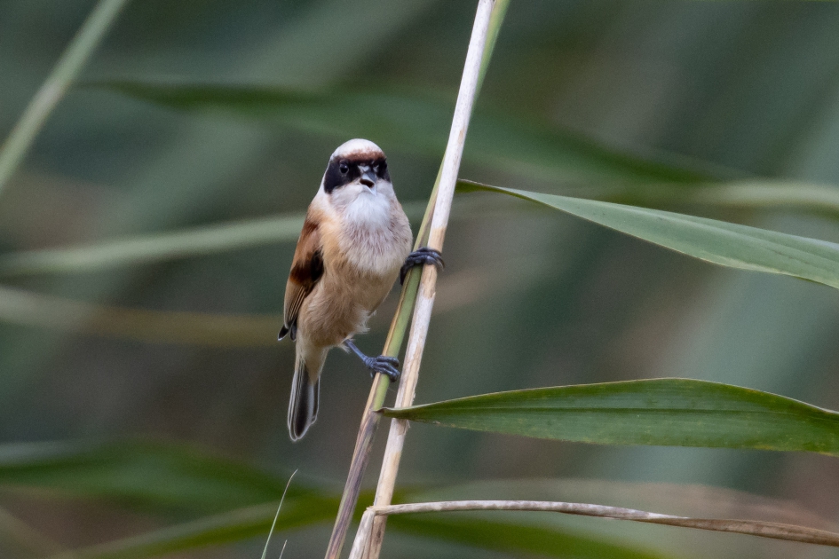 Buidelmees. Soort van de dag tijdens de Euro Birdwatch Telpost Dordtse Biesbosch. - Vogels - Buidelmees
