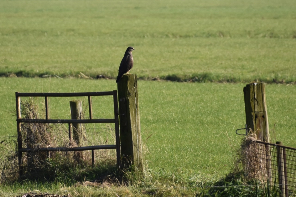 Buizerd - Vogels - 