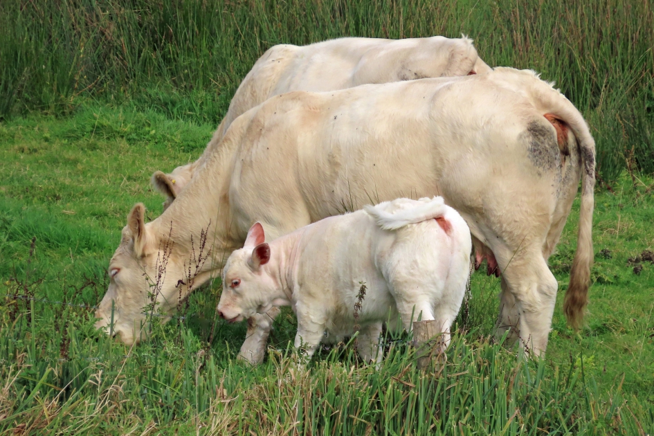 Calimero - Zoogdieren - 