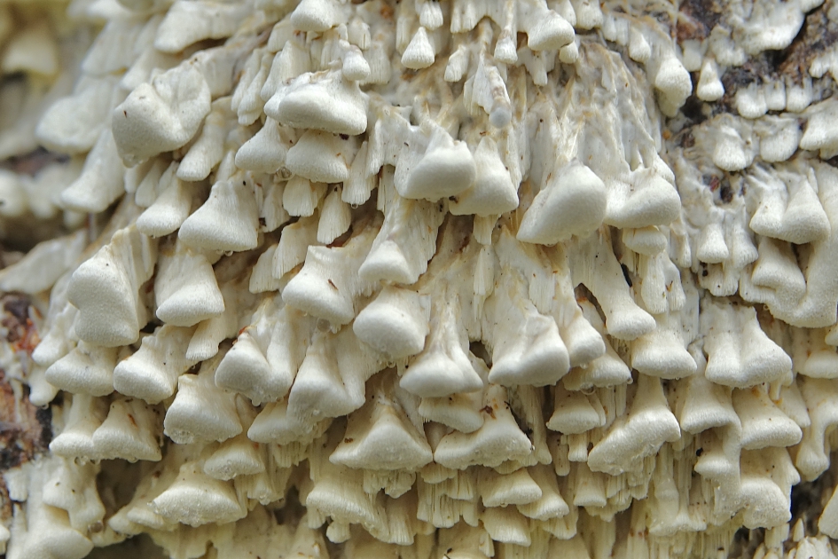 Citroenstrookzwam 2 - Schimmels - Citroenstrookzwam