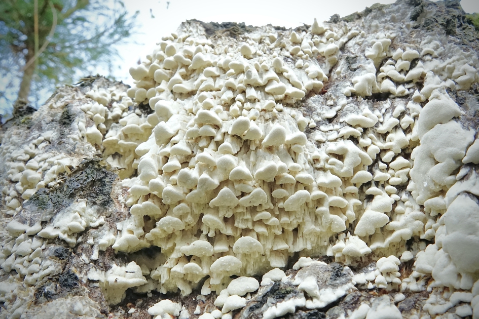 Citroenstrookzwam - Schimmels - Citroenstrookzwam