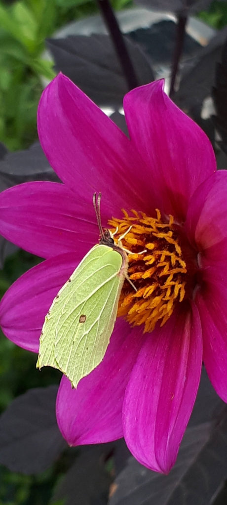 Citroenvlinder op Dahlia single wink