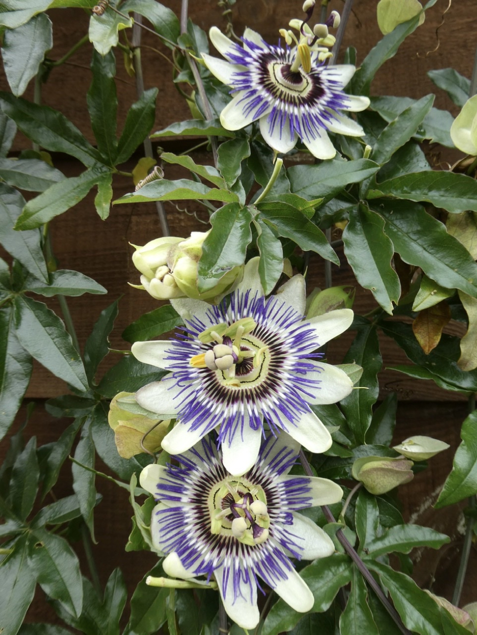 Passiebloem - Planten - 