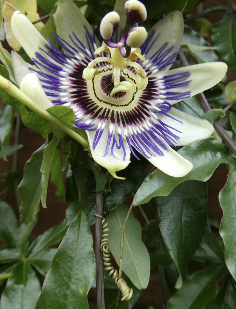 Passiebloem - Planten - 