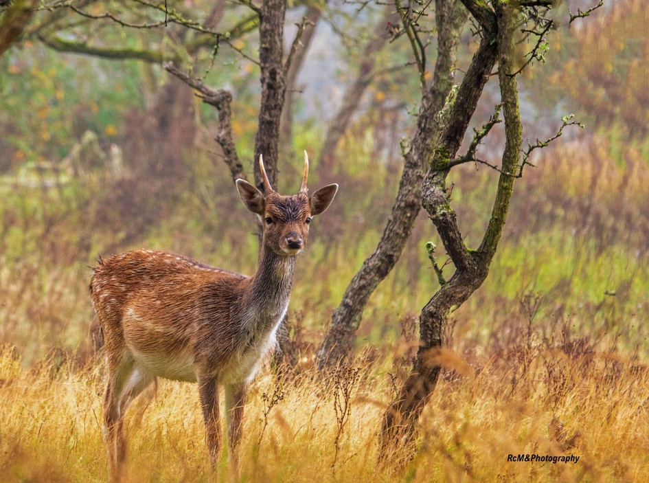 Damhert. - Zoogdieren - Damhert.
