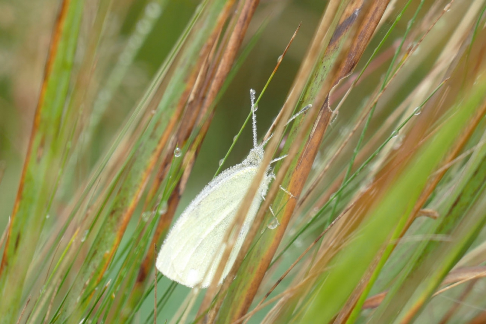 Dauwvlinder - Geleedpotigen - 