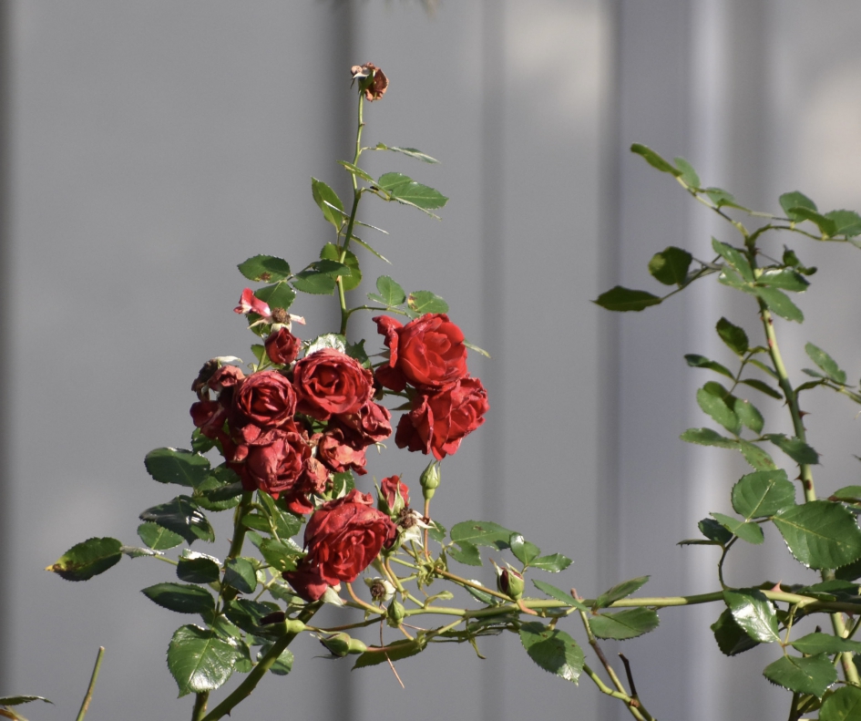 De laatste roosjes - Planten - 