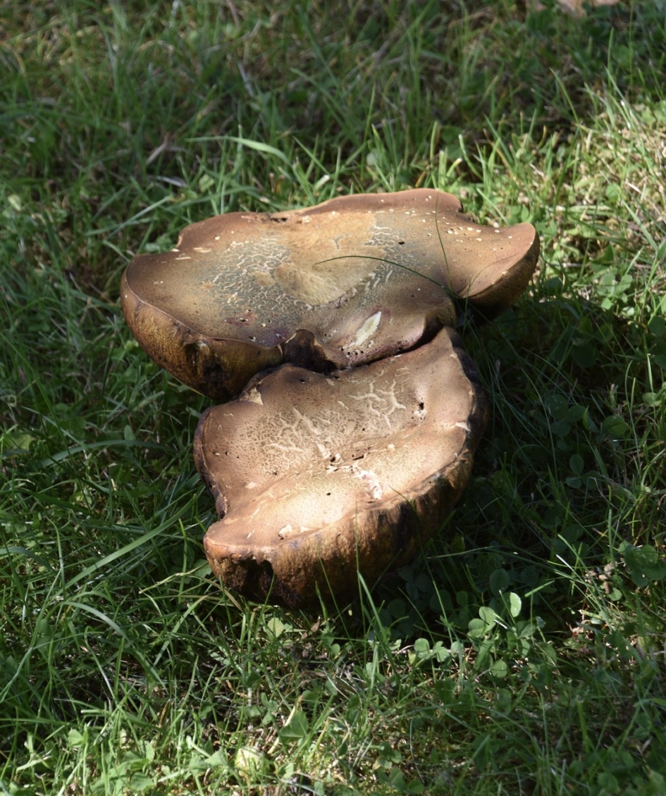 Dubbelgelaagd - Schimmels - 