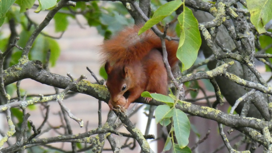 Eekhoorn - Zoogdieren - Eekhoon
