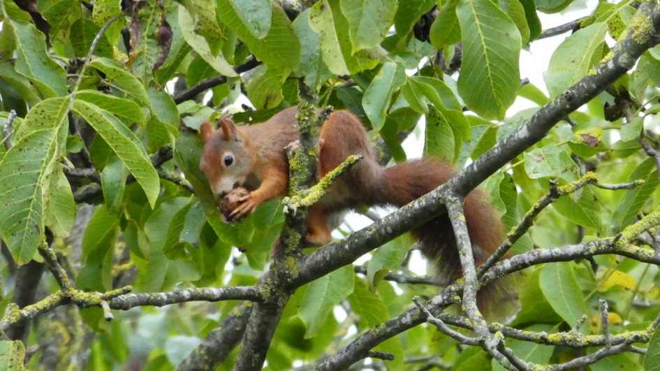 Eekhoorn - Zoogdieren - Eekhoorn