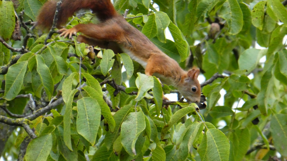 Eekhoorn - Zoogdieren - Eekhoorn