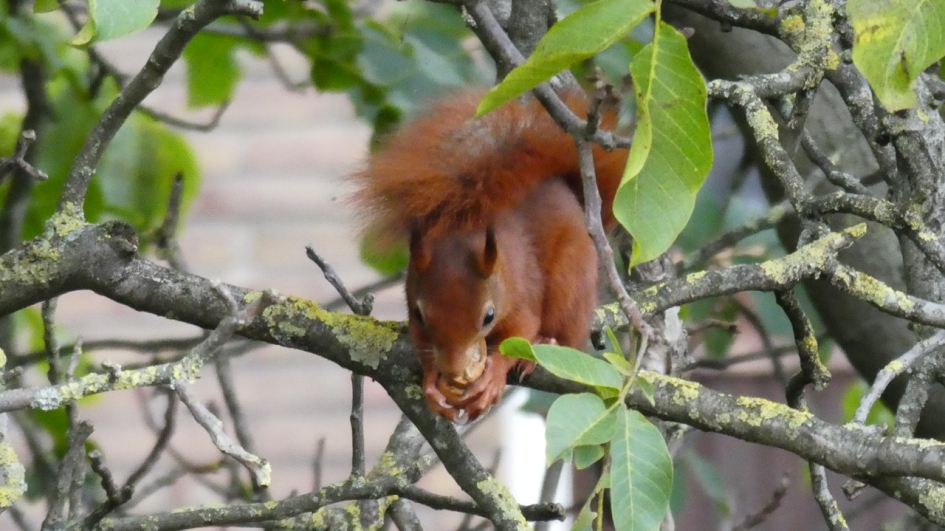 Eekhoorntje - Zoogdieren - Eekhoorn