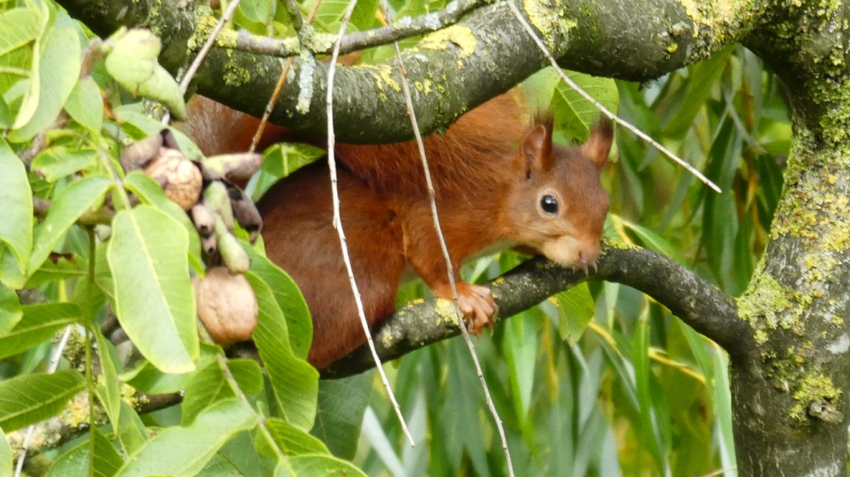 Eekhoorntje - Zoogdieren - Eekhoorn