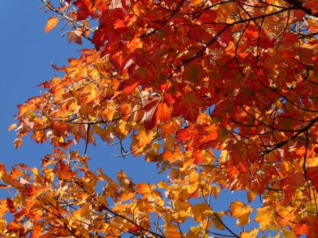 Een van de mooiste bomen….