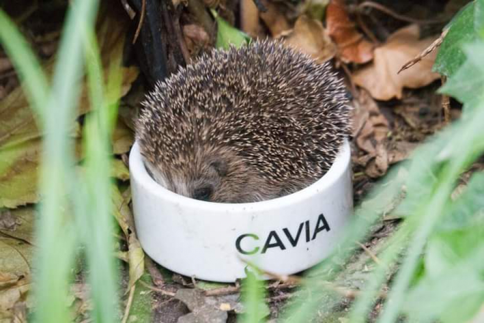 Egel in mijn tuin - Zoogdieren - Egel