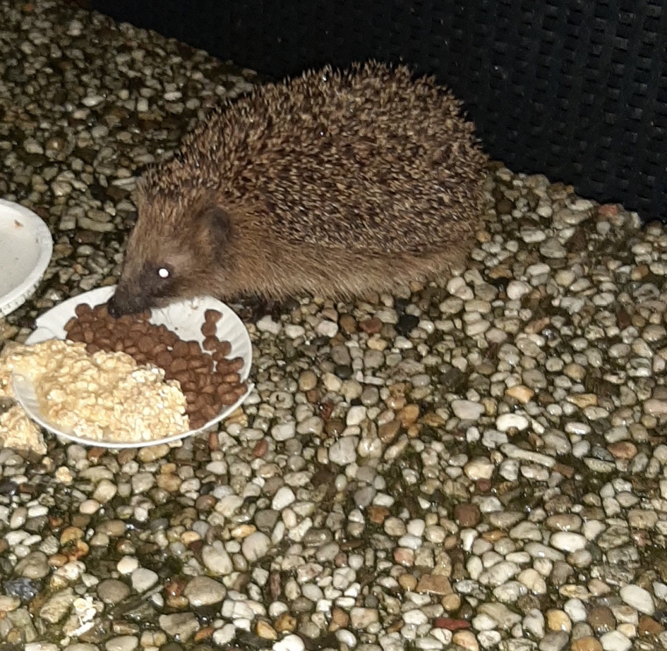 Egels in de tuin - Zoogdieren - Egel