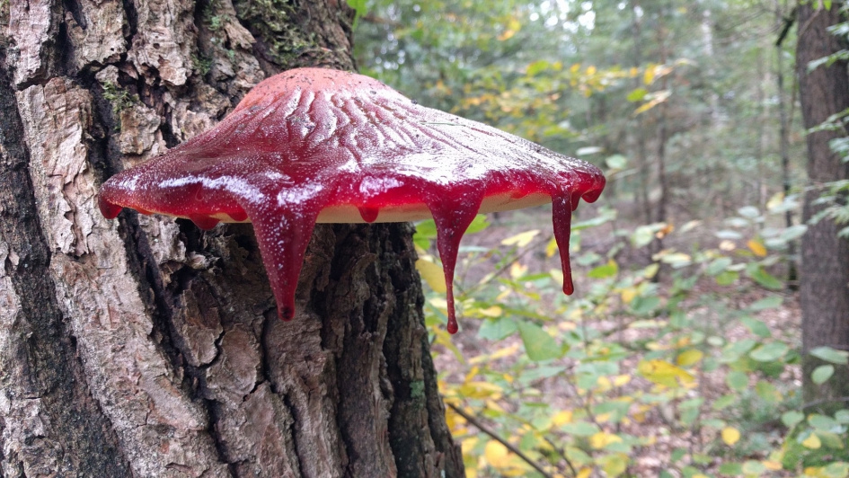 Frambozen Zwam - Schimmels - Geen idee