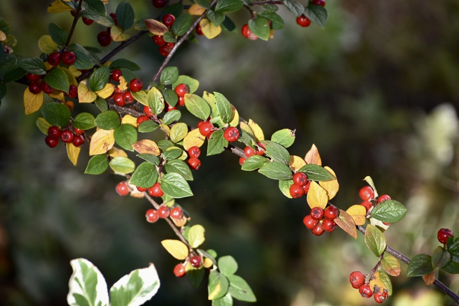 Geel groen rood - Planten - 